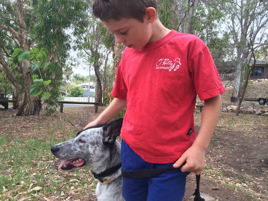 Redland City Council can fine owners of aggressive dogs.