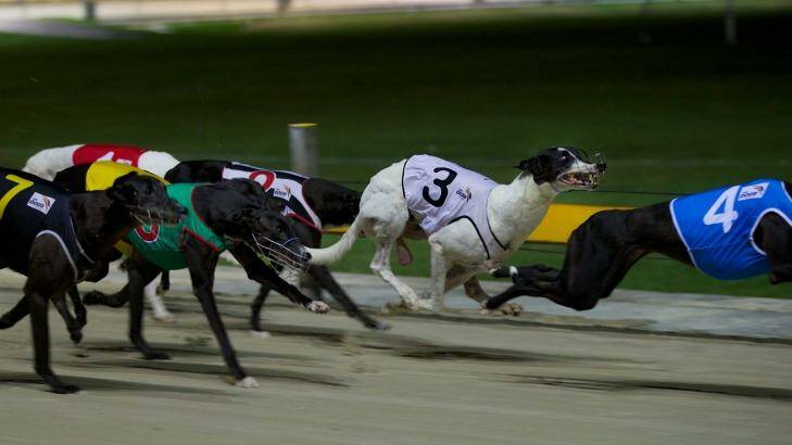 Greyhound racing has been under pressure in Queensland after a live baiting scandal. Photo: Wolter Peeters