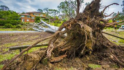 Storm damage in Toowong. Photo: Glenn Hunt