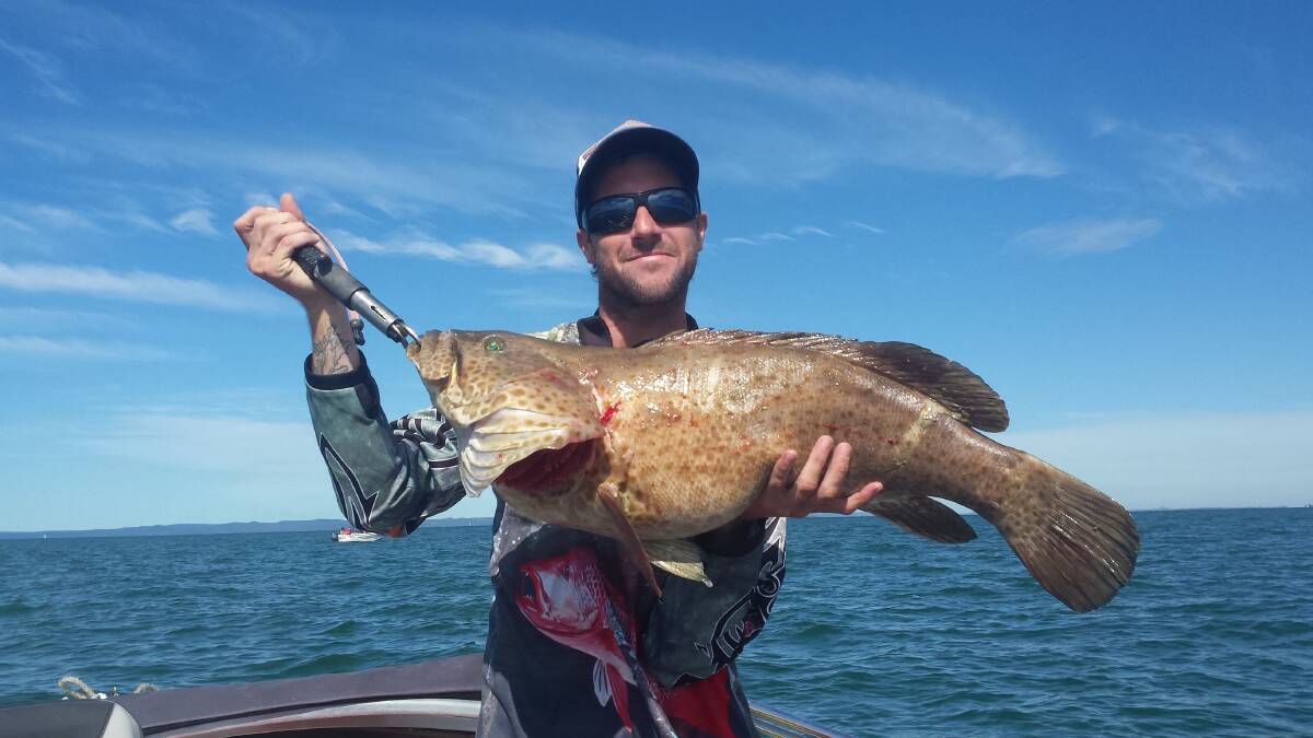 
Tim Robinson, of Cleveland, caught this cod at Harry's last Wednesday, along with some good-sized snapper.