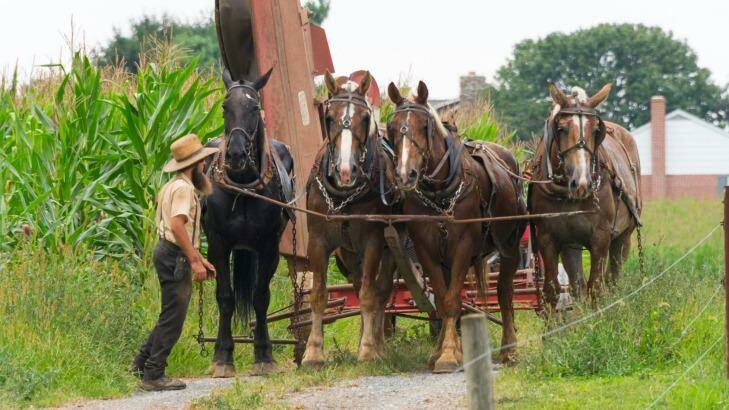 Amish man at work in the field driving his horse drawn equipment back to his farm. Photo: iStock