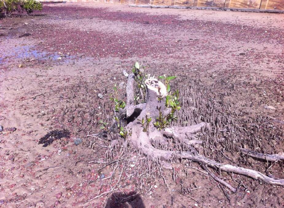 Axed mangrove under investigation