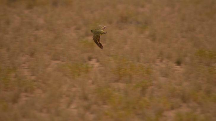 The scientists lucked into finding the young night parrot, startling it out of a spinifex hummock as they passed by. Photo: Nick Leseberg