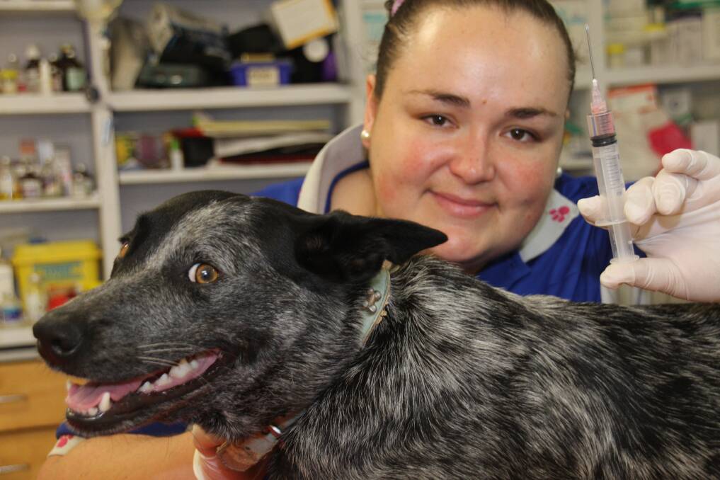 An outbreak of parvovirus on and just north of the Gold Coast has prompted veterinarian Katria Lovell to urge Redlands dog owners to ensure their dogs? vaccinations are up to date. Photo by Chris McCormack