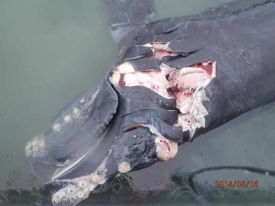 THE body of an endangered sourthern right whale found in Moreton Bay at the weekend. The female had three deep propeller cuts to its head. Photo by DARREN BURNS