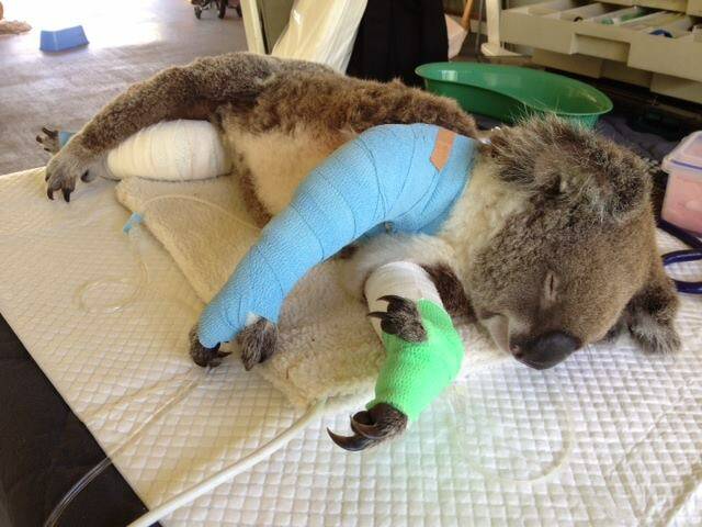 Straddie koala dies after dog attack