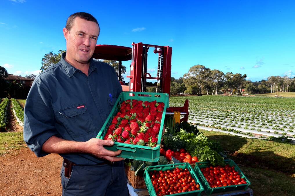 Wellington Point Farm manager Adrian Lynch with trays of freshly picked strawberries. A warm dry start to winter has produced an abundance of the sweet red fruit. Photo: Stephen Archer