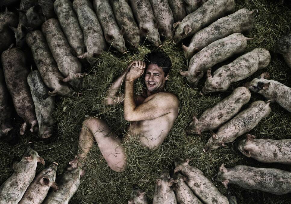 FINALIST: "Proud Irishman, larrikin and renowned chef Colin Fasnidge nestles amongst the suckling pigs in their paddock at Melanda Park Free Range Farm in Ebenezer, NSW." Photo: Don Arnold