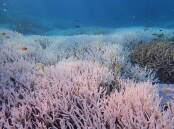 The world's reefs are facing a mass bleaching event, which has already hit the Great Barrier Reef. (HANDOUT/DIVERS FOR CLIMATE)
