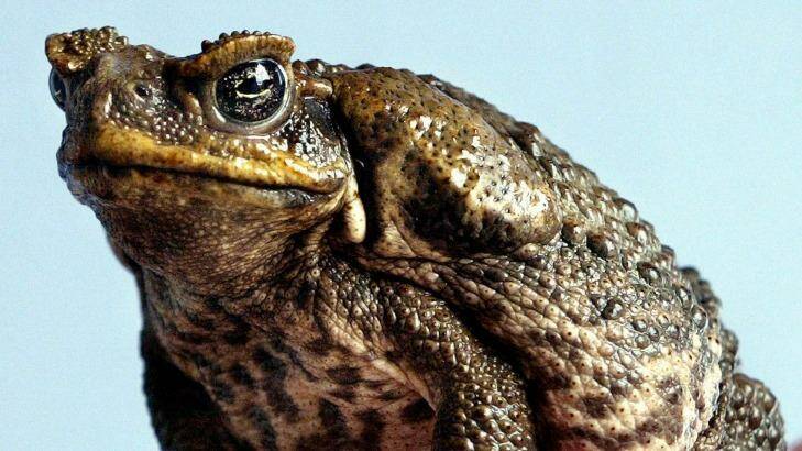 The cane toad has wreaked havoc on Australia's wildlife. Photo: ROB ELLIOTT