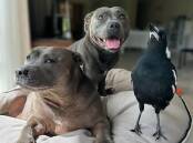 Molly the magpie with Staffordshire terriers Peggy and Ruby at their home on the Gold Coast. (HANDOUT/JULIETTE WELLS AND REECE MORTENSEN)
