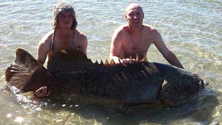 Hervey Bay fishermen Chad Runnalls and Dylan Brooking with the groper, believed to weigh more than 100kg. Photo: Contributed/The Fraser Coast Chronicle