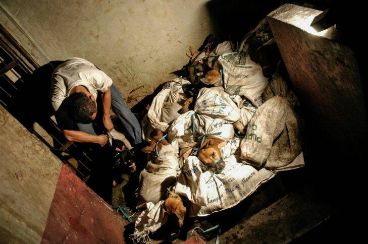 Dogs are killed and butchered for their meat at a slaughterhouse in East Jakarta, Indonesia, in 2010. With Jewel Topsfield story