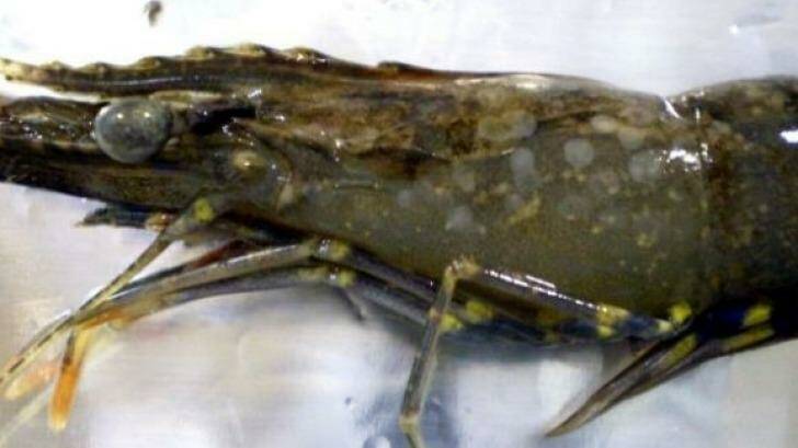 A green prawn with white spot disease.
