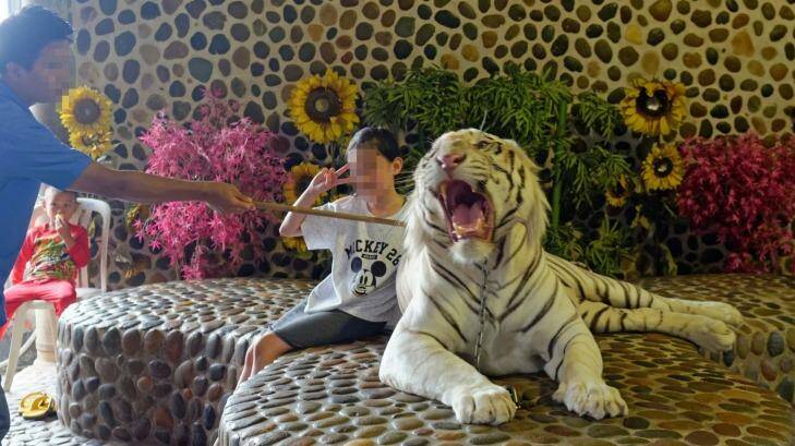A tourist poses for a photo with a tiger that is kept in check by a handler's stick, at the Tiger Temple. Photo: World Animal Protection