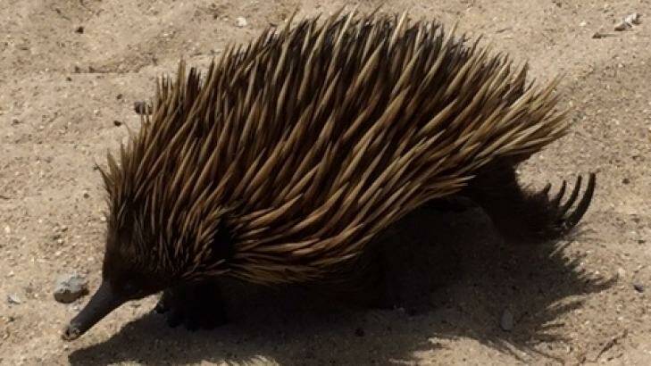 Tourists delighted in a visit from an echidna on Shelly Beach near Manly on Friday. Photo: Dan Logsdon