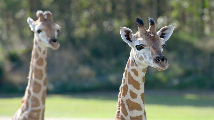 Two giraffes, Tulip and Lily, were born at Australia Zoo this year. Photo: Australia Zoo
