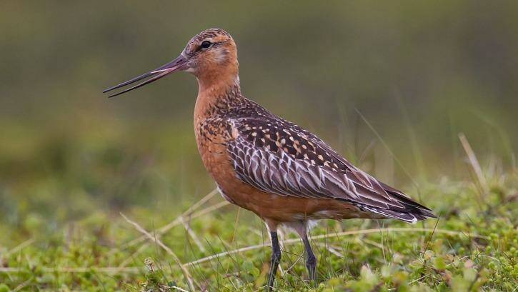 The vulnerable bar-tailed godwit from Russia at Toondah Harbour at Cleveland in international wetlands. Photo: Supplied