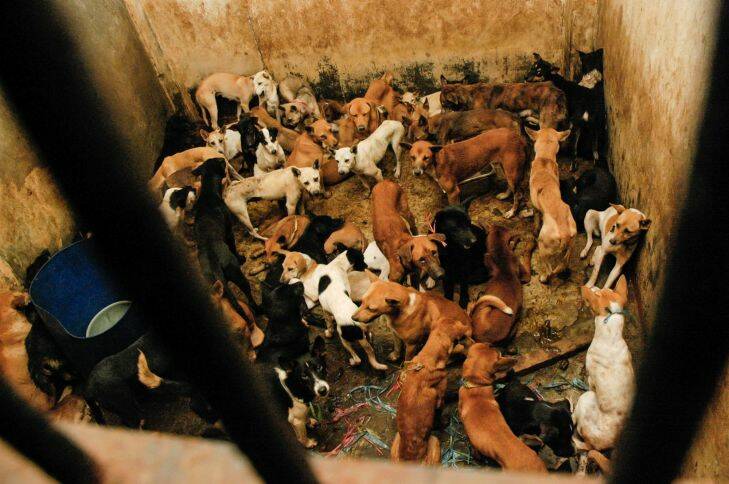 Dogs are killed and butchered for their meat at a slaughterhouse in East Jakarta, Indonesia, in 2010. With Jewel Topsfield story