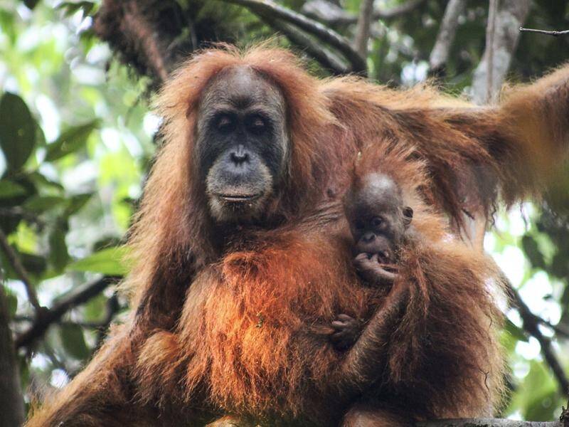 In Borneo the orangutan population has plummeted, while Sumatran orangutans remain under threat.