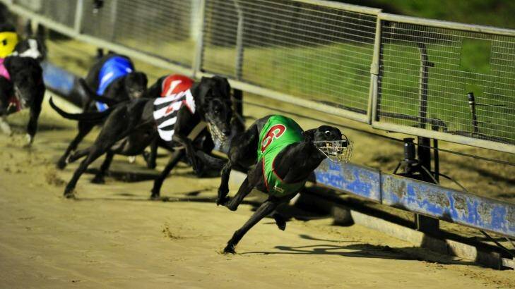 The greyhound racing industry has been under intense scrutiny. Photo: Melissa Adams