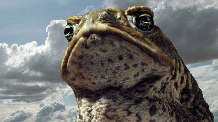 The cane toad has wreaked havoc on Australia's wildlife. Photo: Supplied
