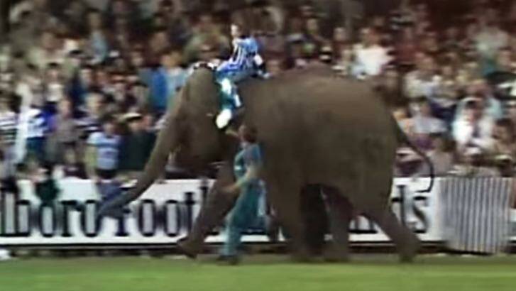The famous 'elephant incident' at Arden Street in 1978. Photo: Screengrab