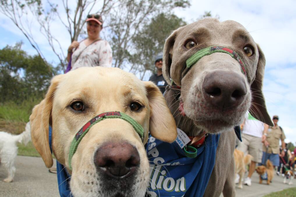 May 18 - Million Paws Walk - Cleveland.
Photo by Chris McCormack