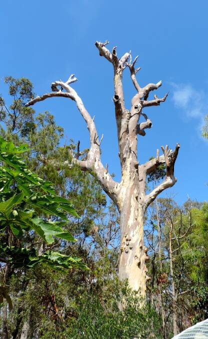 BIRKDALE: A tree at Birkdale which bush care groups are concerned will now die after it was pruned back this month. 
