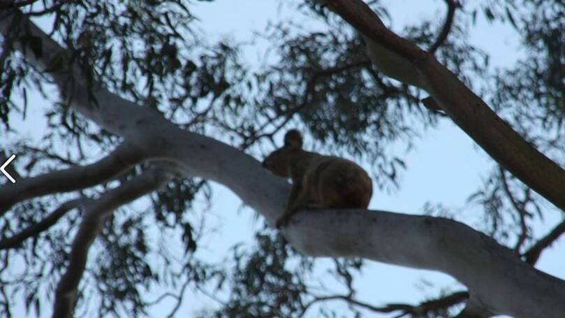 Ivory the koala in one of the trees which has been chopped down to make way for a 24-lot housing estate. 