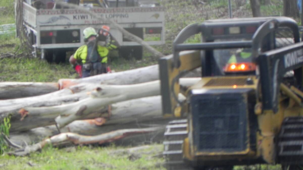 Tree loppers cut down 27 koala trees at Wellington Street, Ormiston, despite protests from residents. PHOTO: LYN UHLMANN