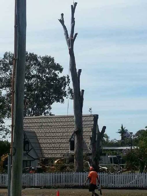BIRKDALE: AFTER: a massive gum tree at 22 Collingwood Road has all its branches denuded before it gets the chop