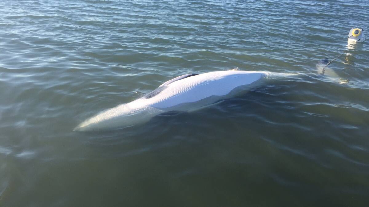 Dead whale spotted on barge route