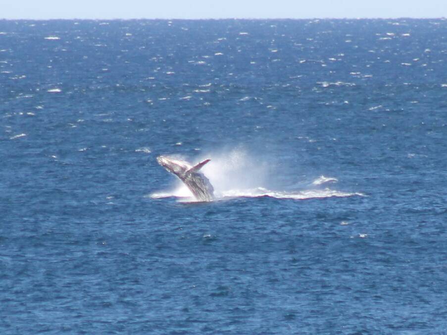 June 29 - Whales breaching off North Stradbroke Island.
Photo by Brian Hurst