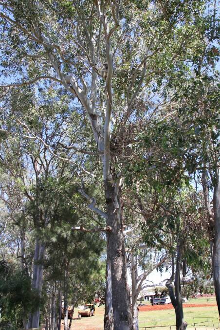 Koala trees claims rejected