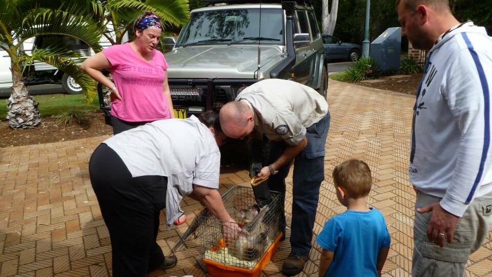 Kim Rossi and her family watch as wildlife cares take the injured koala away. 
