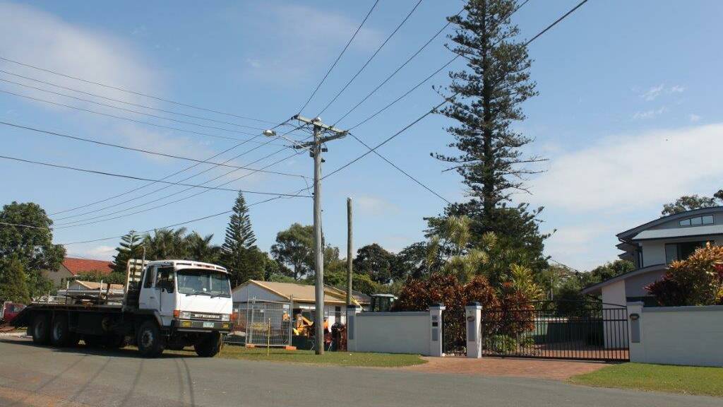 Council to pay for Cook Island pine tree reports