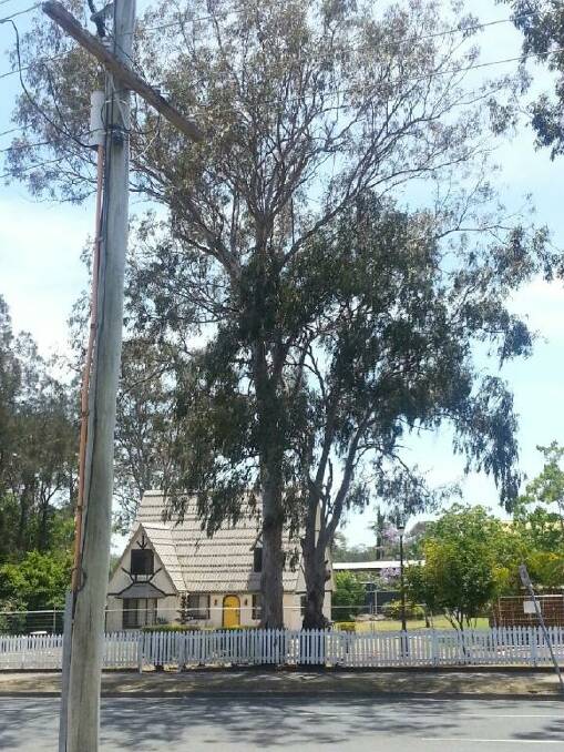 BIRKDALE BEFORE: A massive gum tree at 22 Collingwood Road moments before tree loppers move in to axe it. LOOK at the next photo which shows the tree after its branches are denuded