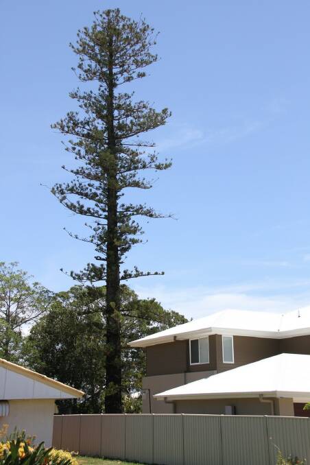 The 45m Cook Island Pine tree at Wellington Point. PHOTO: Chris McCormack