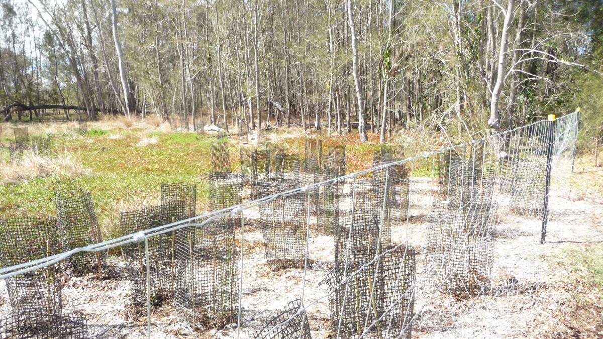 Redland spends $4k replanting trees 