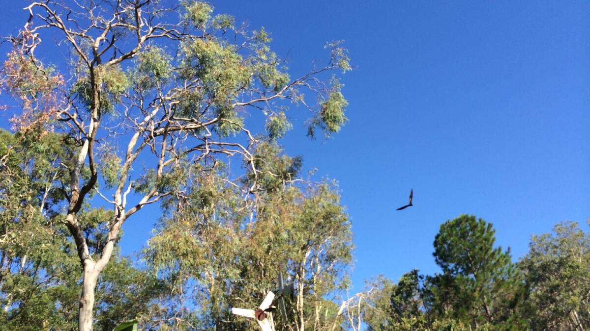 The flying fox colony in Lawn Terrace, Capalaba, where residents can't sleep because of the noise from the 37,000 bats in trees in bush behind their back fences. PHOTO: Judith Kerr 