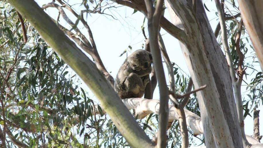 A resident took this photo of a koala showing possible signs of Chlamydia on October 26. 