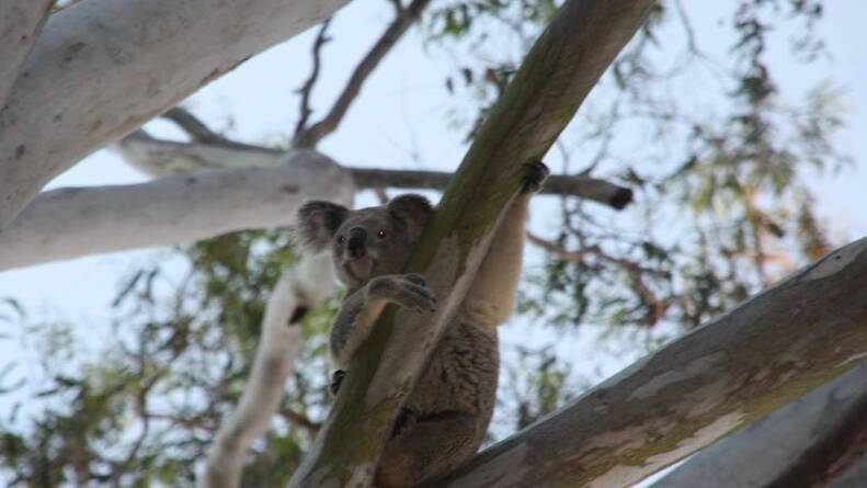 Ivory the koala in one of the trees which has been chopped down to make way for a 24-lot housing estate. 