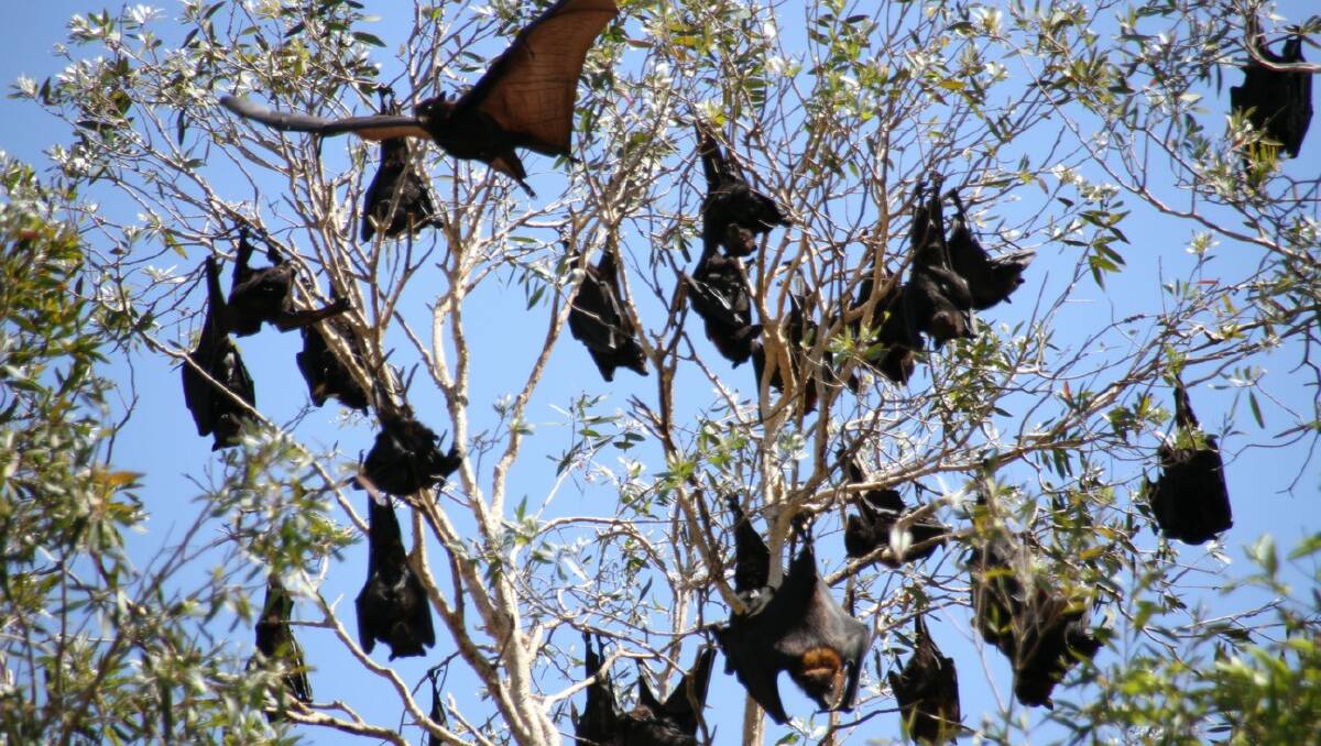 The bat colony at Lawn Terrace, Capalaba. PHOTO: Chris McCormack
