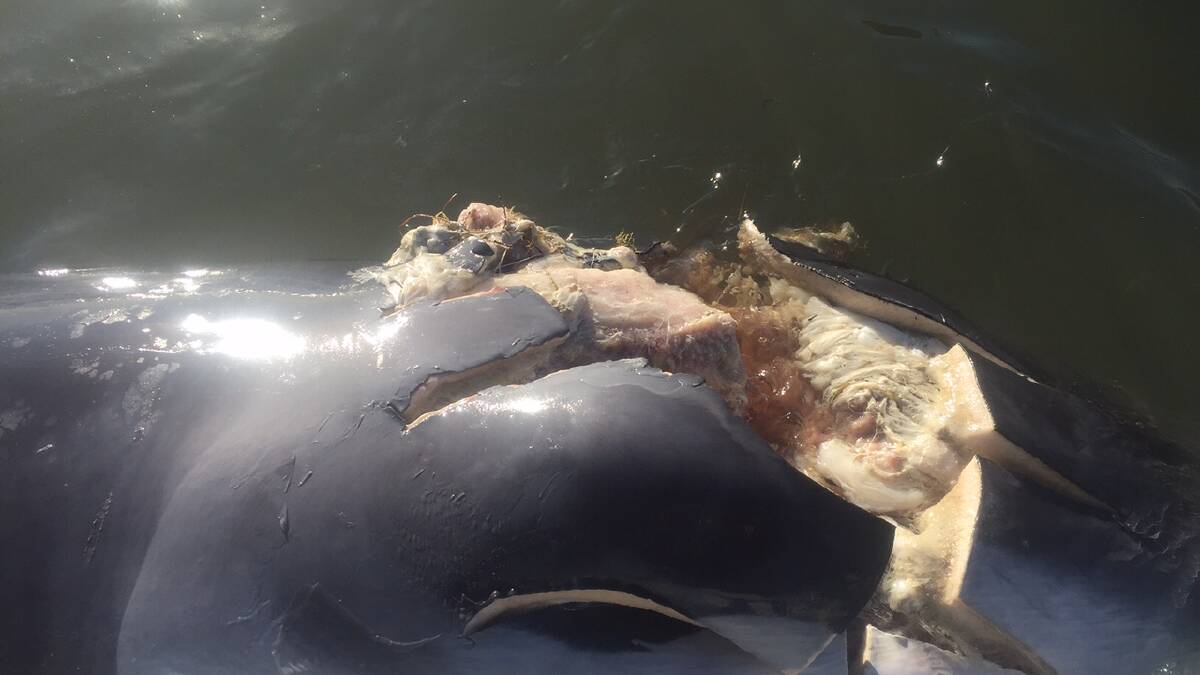 Dead whale spotted on barge route