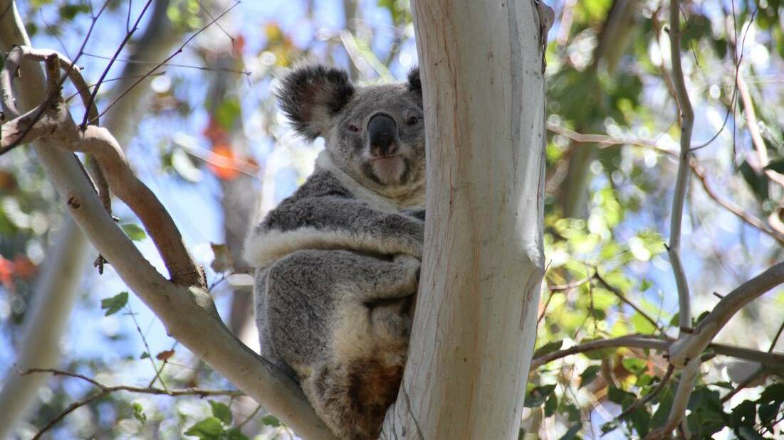 The sick koala photographed in October.