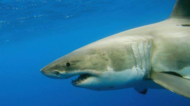A great white shark: Senate report looks into the myths around shark bites. Photo: Paul Johnston
