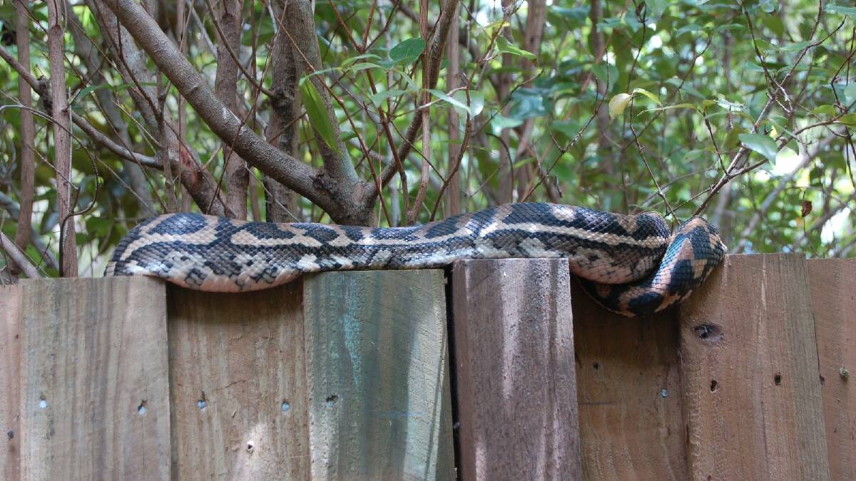 A snake spotted on Karragarra Island earlier this year.