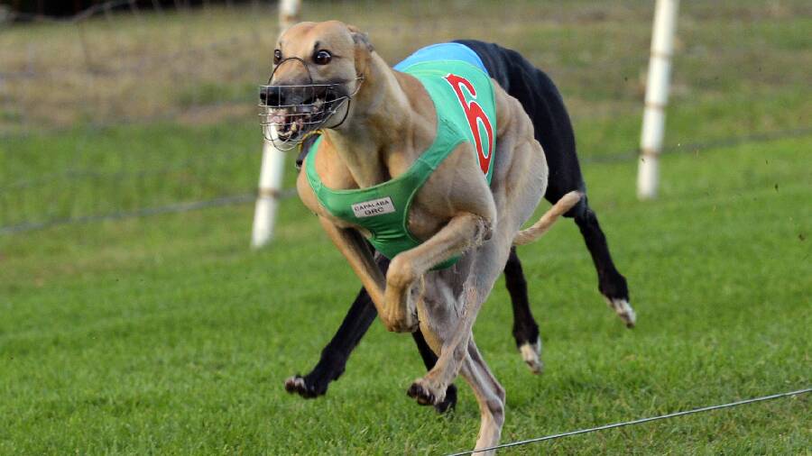Capalaba Greyhound Racing Club in profile 