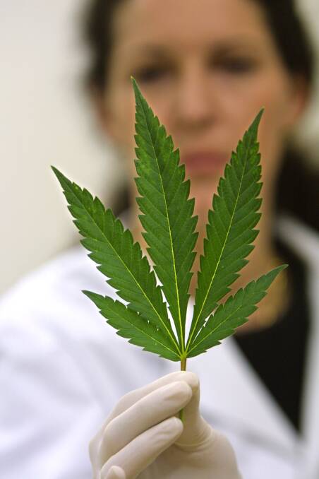 Calls for the legalisation of medical cannabis